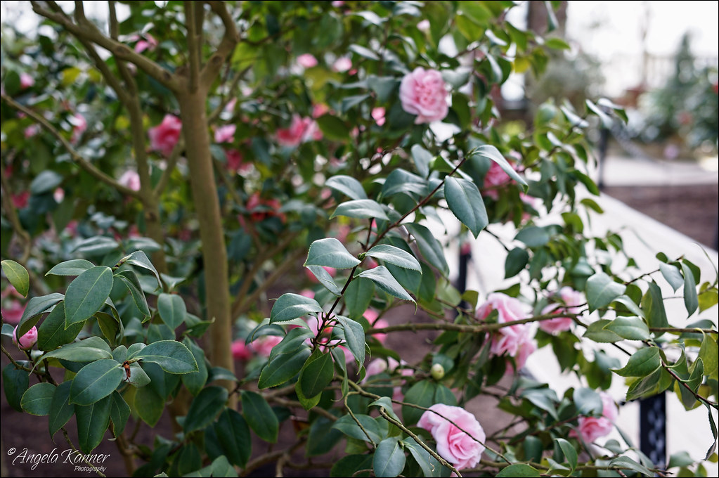 Inside The Camellia House... at Planting Fields Arboretum.… Flickr