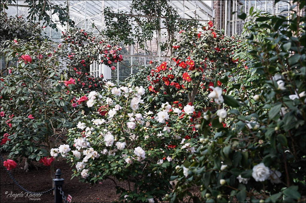 The Camellia House... at Planting Fields Arboretum... out … Flickr