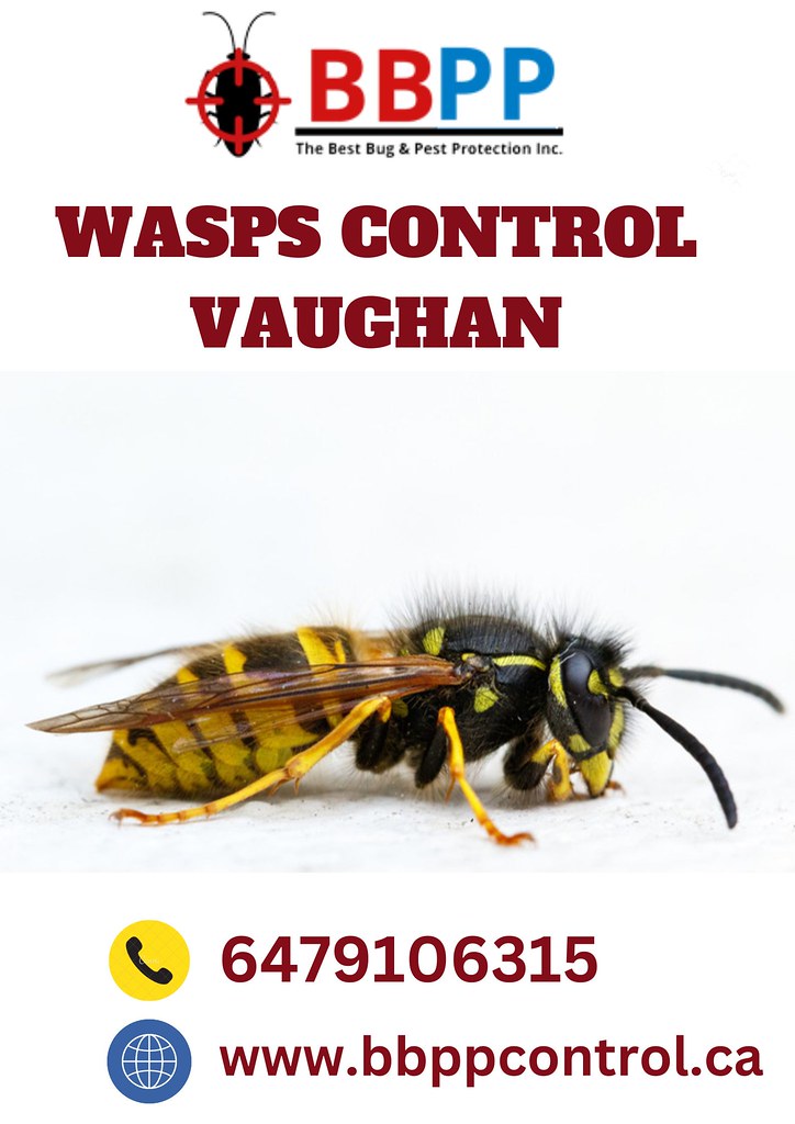 Expert Wasps Control in Vaughan BBPP Pest Control Ensure… Flickr