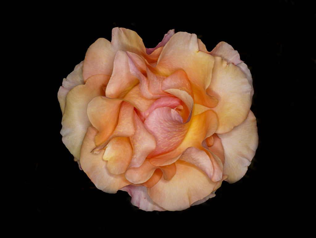 Apricot / Orange Rose. Swanes Nursery. Dural. NSW. Flickr