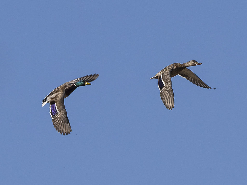 Mallard Pair Lake Wanahoo Wahoo, Nebraska Curt Flickr