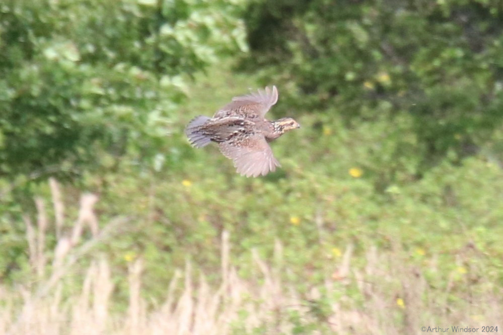 Bird Allapattah Flats WMA, Entry 8, Martin County, FL Arthur