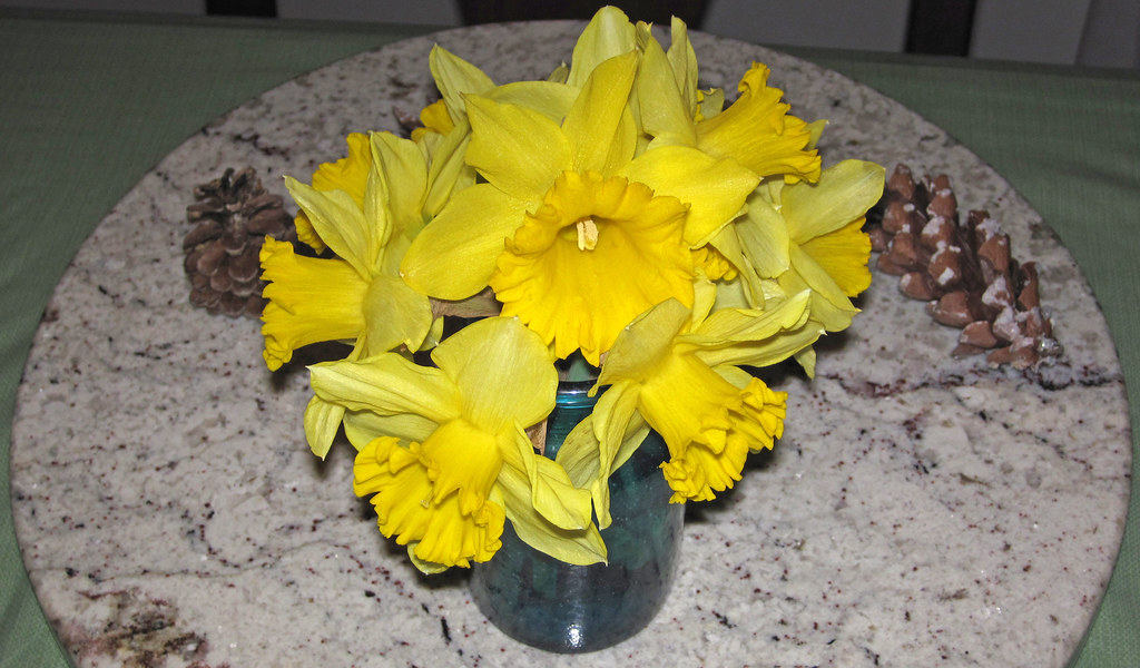 Narcissus sp. (daffodils) (Newark, Ohio, USA) 45 a photo on Flickriver