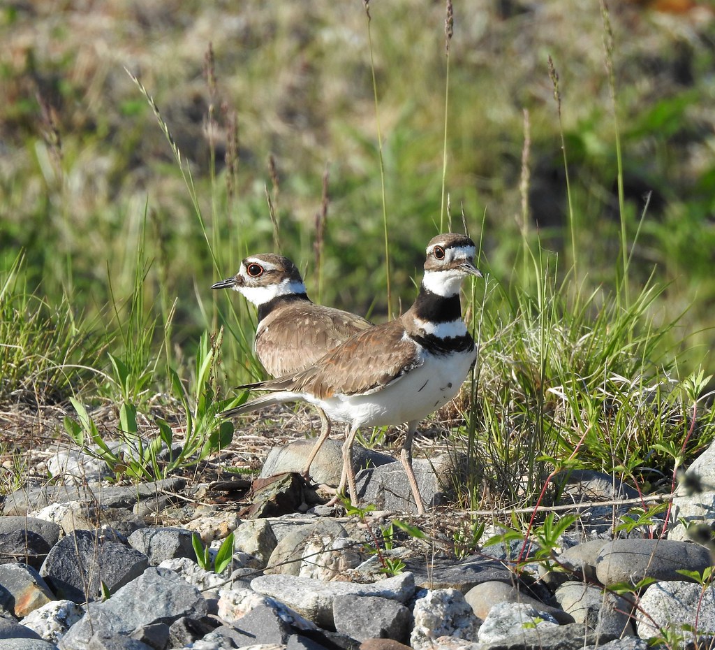 Killdeer Pair Ellsworth, Maine DSCN4779 (2) maryalley904 Flickr