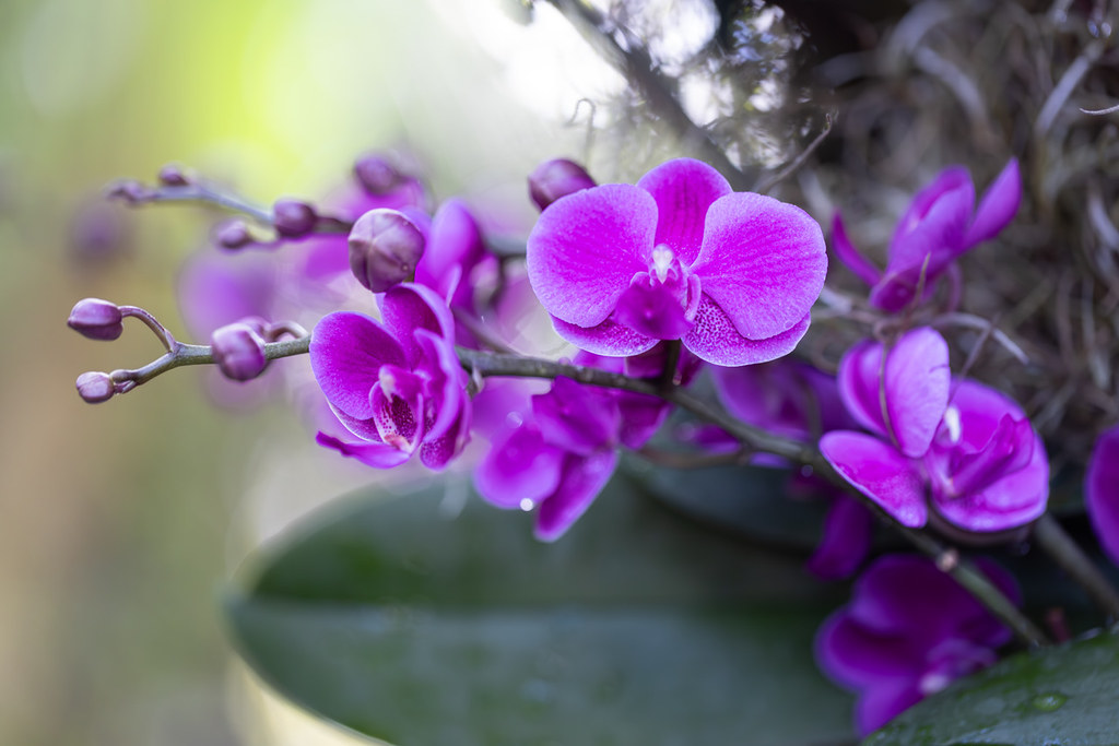 Queen Beer ‘Red Sky’ One of the phalaenopsis orchid bloomi… Flickr