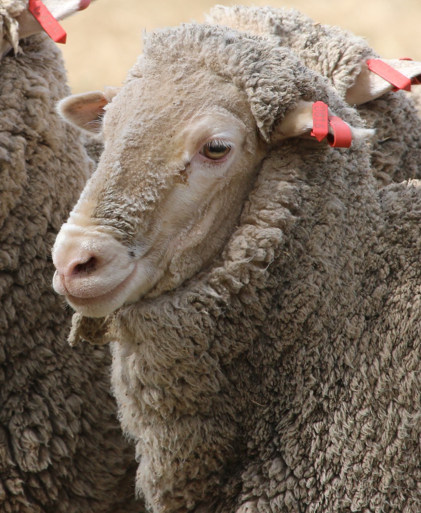 National Sheepdog Trial Championships, Hall, ACT chowchilla Flickr