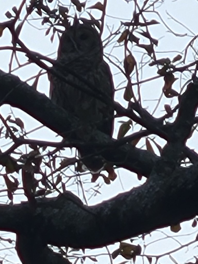 Owl He had to turn his head around, so he can see me Mary Clegg