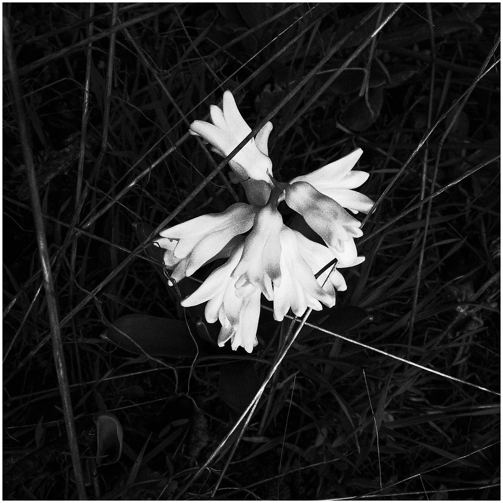 the white flower RICOH CX3 Armin Fuchs Flickr