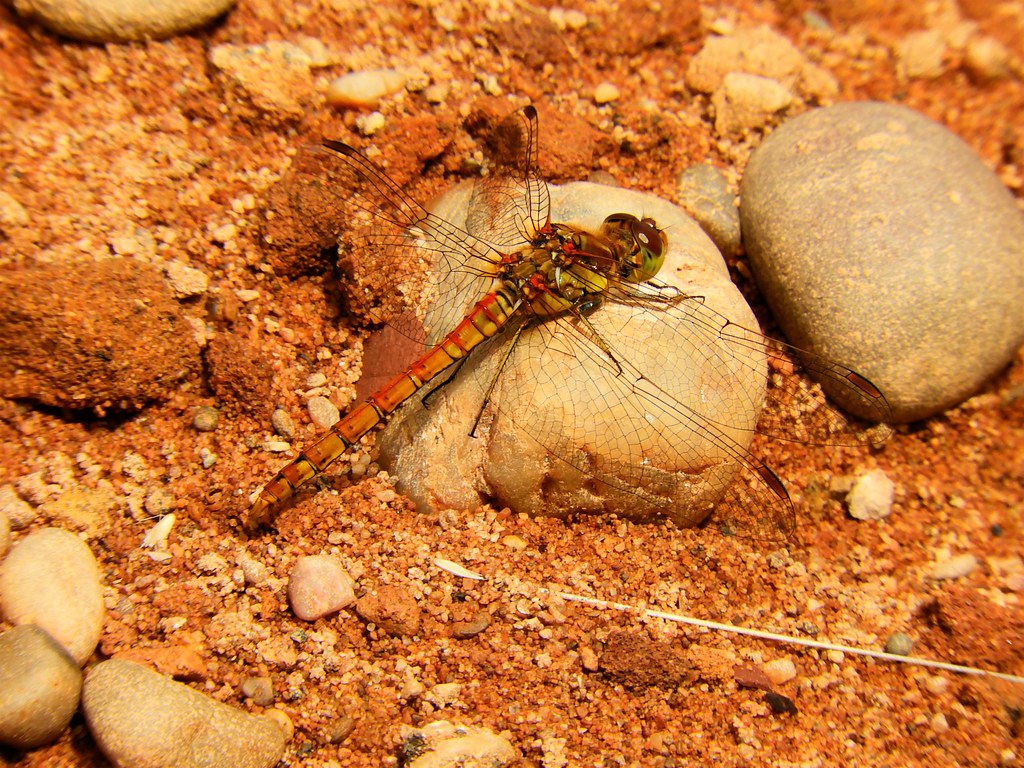 Common Darter, KirkbyInAshfield (10) Sherwood Critterman Flickr