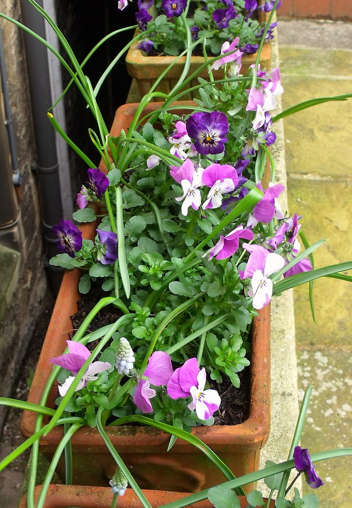 Violas These troughs of winter flowering violas have done … Flickr