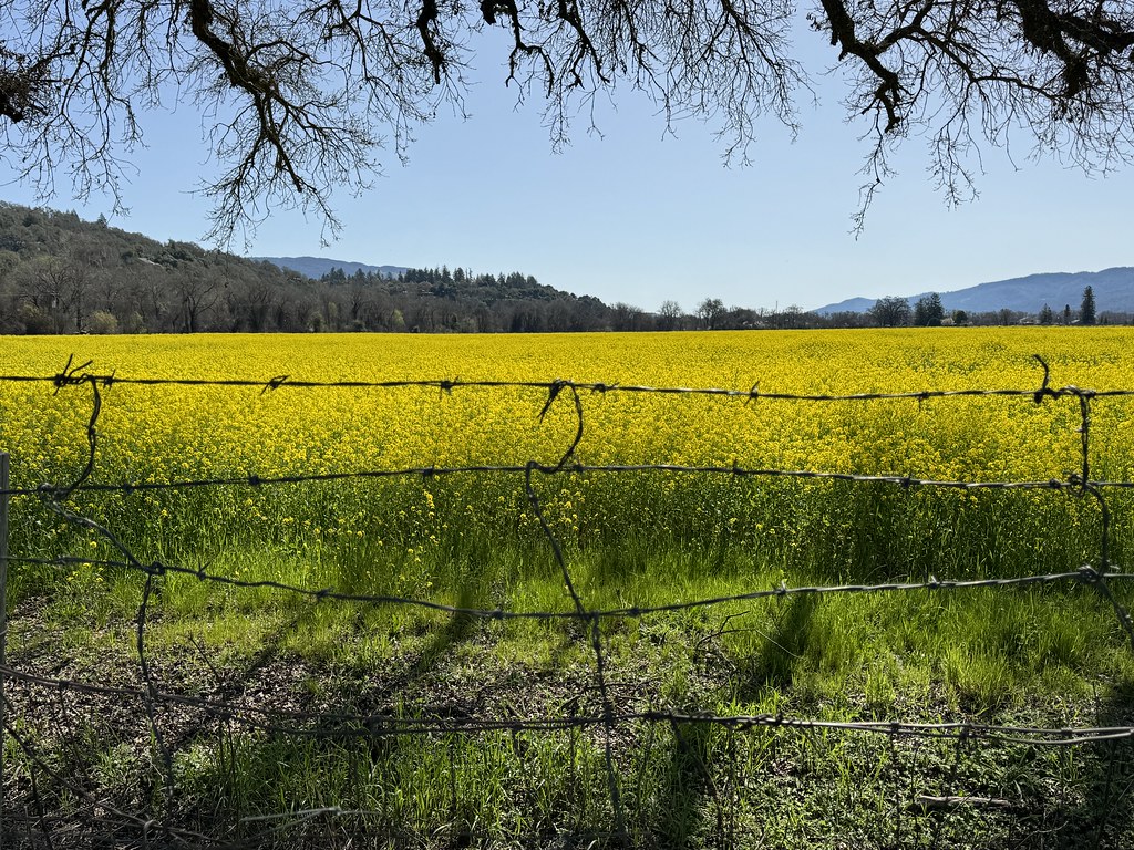 Black mustard in a field Ukiah, California Sarah Stierch Flickr