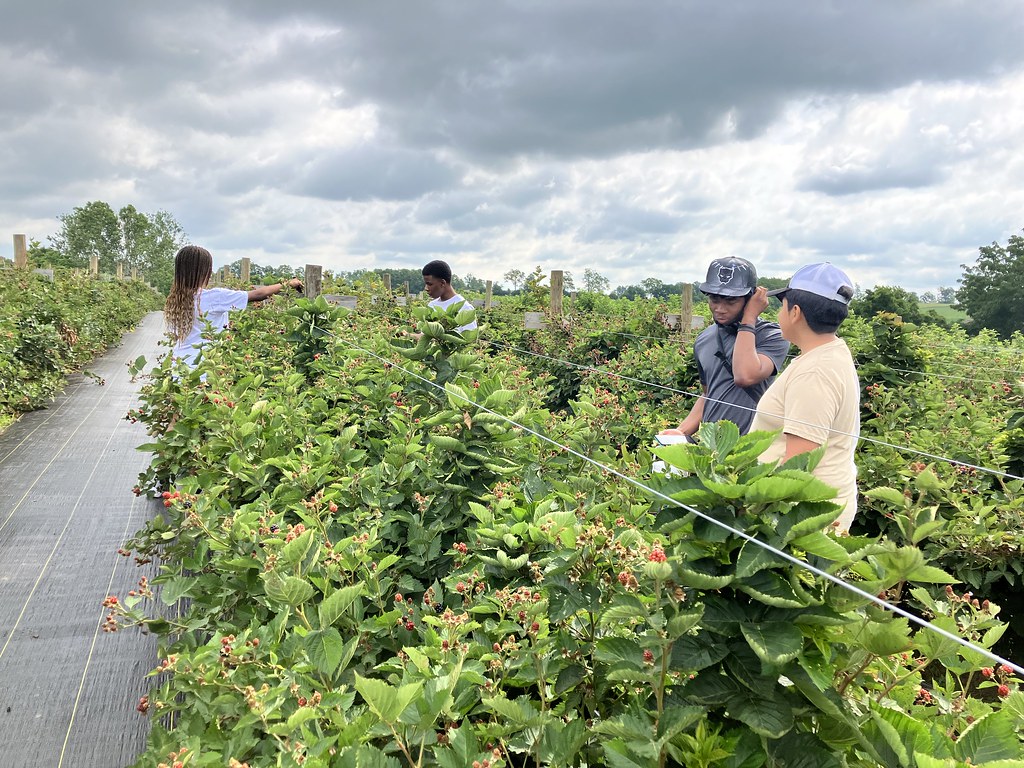 BUFF At stepping stone farm FoodChain Lexington Flickr