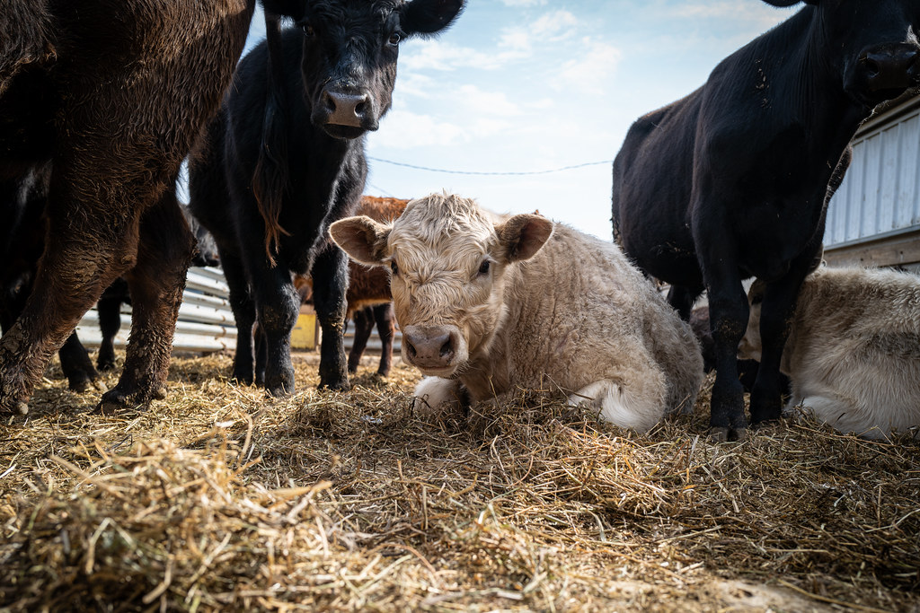 Maquoketa Cattle Sale A visit to the Maquoketa Livestock E… Flickr