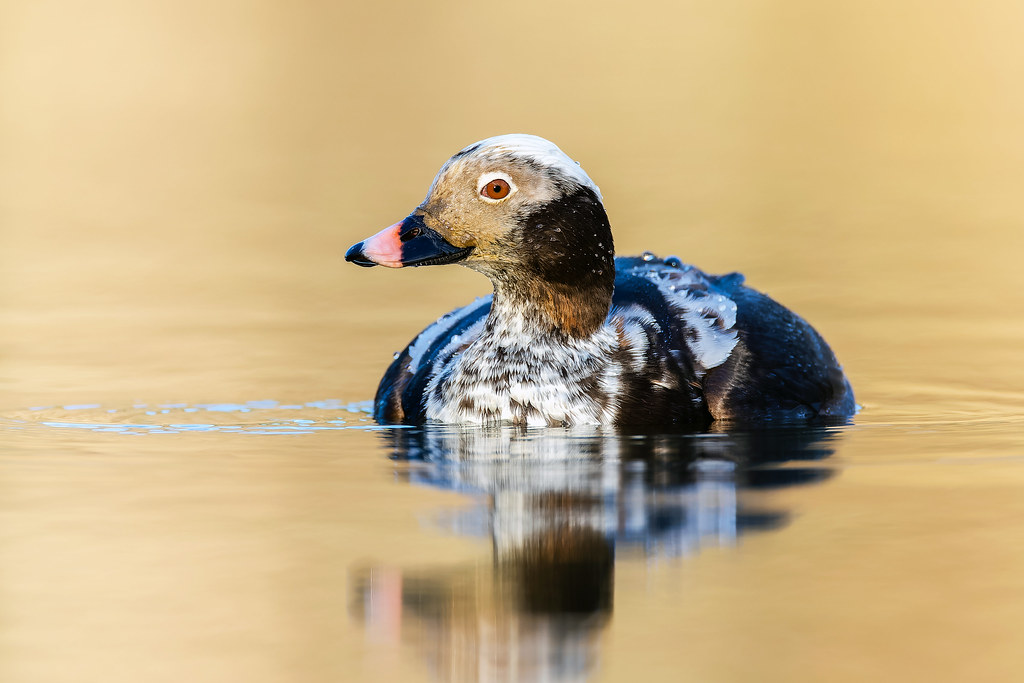 Longtailed Duck Westtown Lake, PA TDP43 Flickr