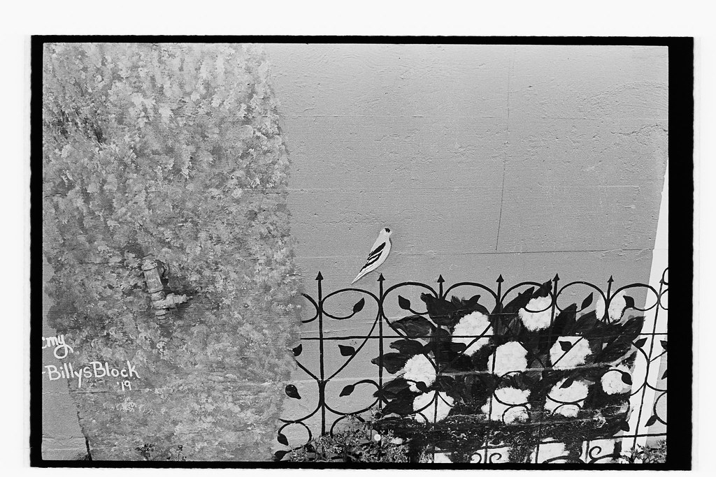 Pet Store, Multnomah Village Leica M42, Voigtlander 35 1.… Flickr