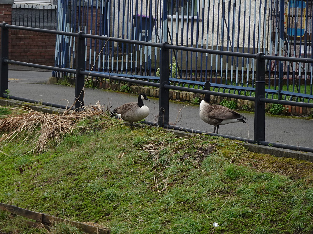 Canada Geese, Ebenezer Chapel, Two Locks Road, Monmouthshi… Flickr