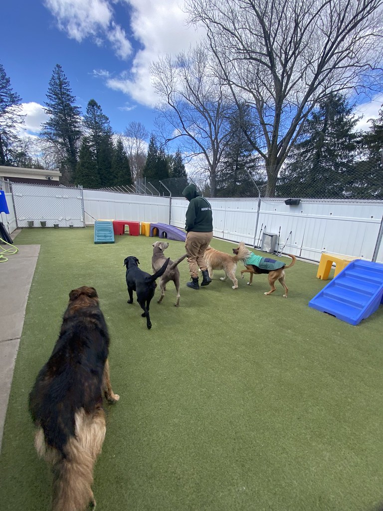 Untitled Holiday House Pet Resort and Training Center Flickr