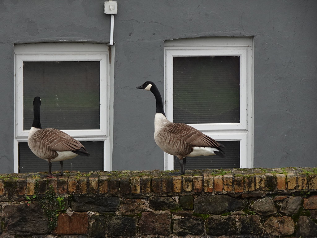 Canada Geese, MonmouthshireBrecon Canal, Two Locks Road, … Flickr