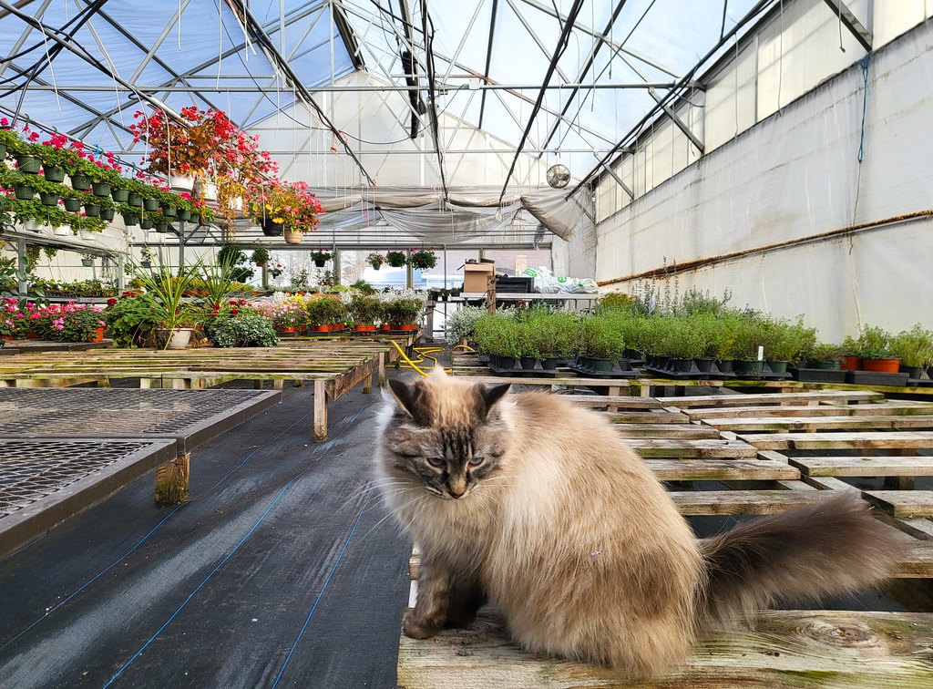 20240203_141554 Greenhouse cat, Newfane, Vermont USA Putneypics