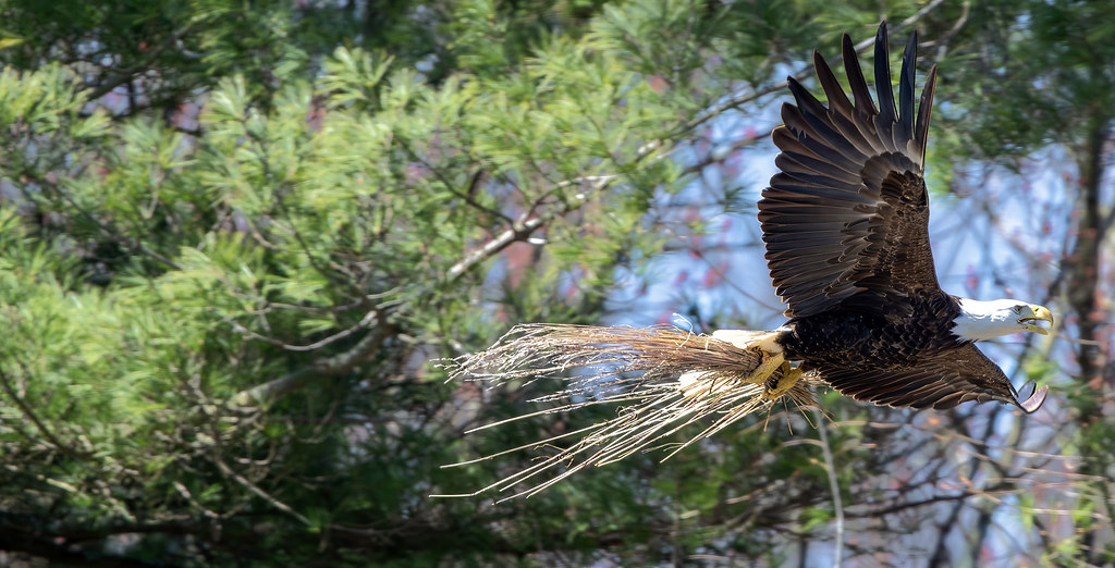 Westtown Lake Scott Flickr