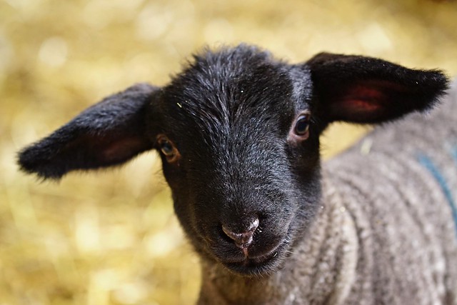 Isaac Owens’s favorites | Flickr