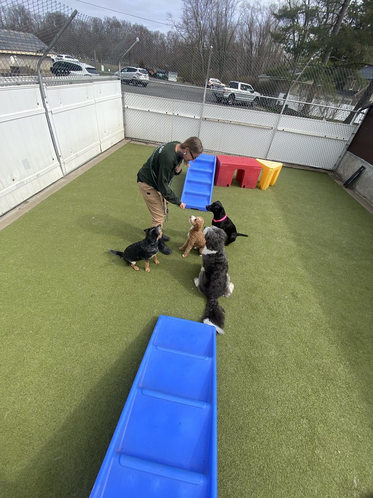 Untitled Holiday House Pet Resort and Training Center Flickr