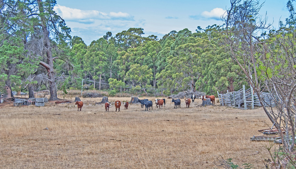 Cattle Lymington Tasmania Glenys Cruickshank Flickr