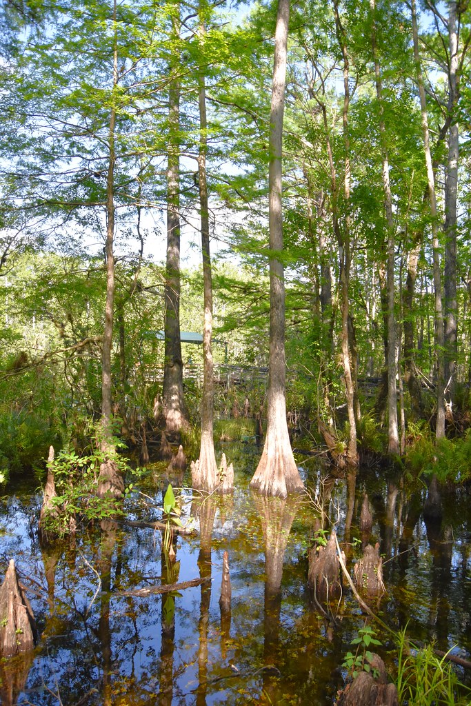 Six Mile Cypress Slough Preserve Park Florida Spring Break 2024
