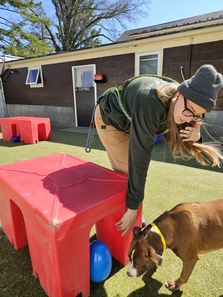 20240329_113142 Holiday House Pet Resort and Training Center Flickr