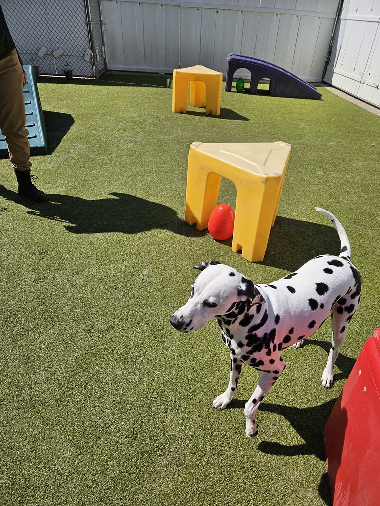 20240329_114611 Holiday House Pet Resort and Training Center Flickr