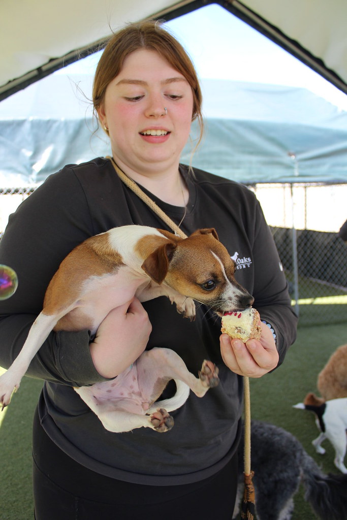 IMG_3448 Rover Oaks Pet Resort (Houston) Flickr