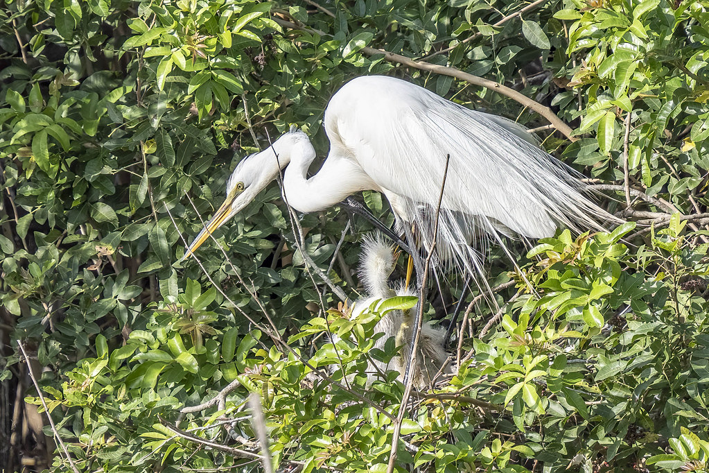 EGRET, Great & nestlings Fellsmere Grade Recreation Area Flickr