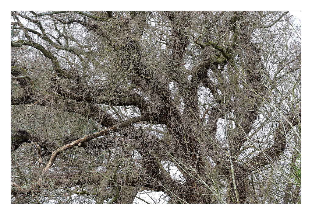 Tree top Holkham Hall Estate Moseley Villain Flickr