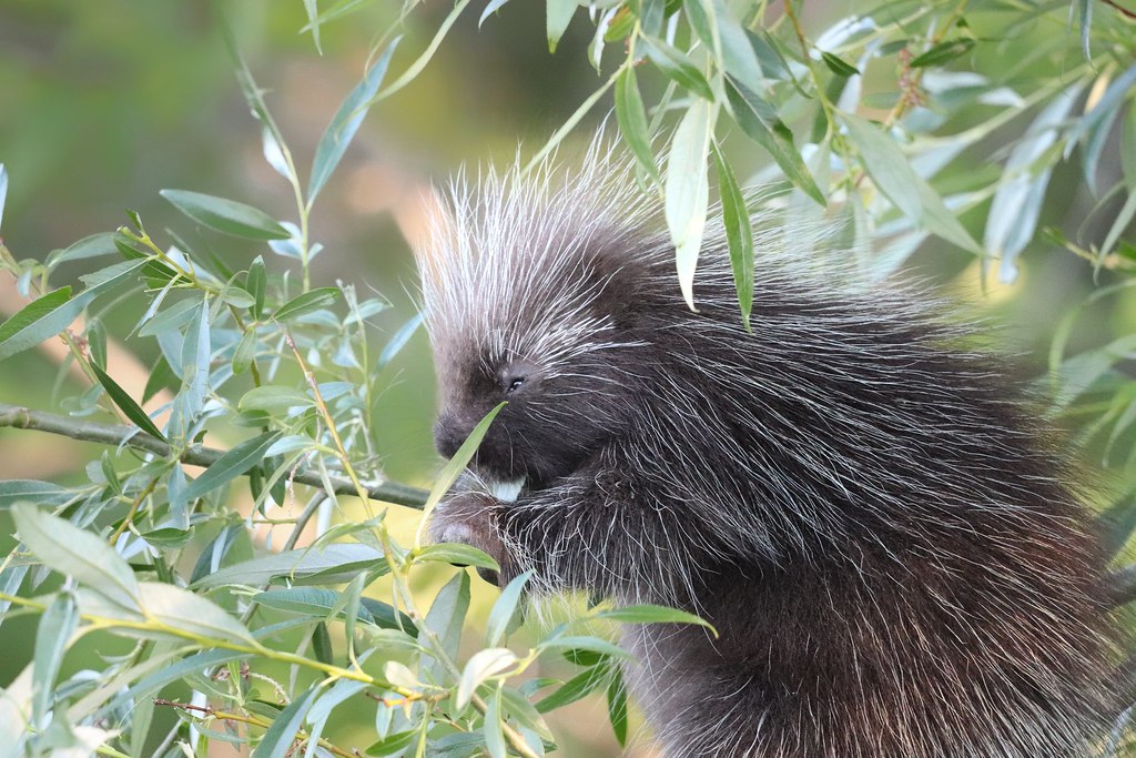 North American Porcupine , Ontario , Canada Darshan Talawadekar Flickr