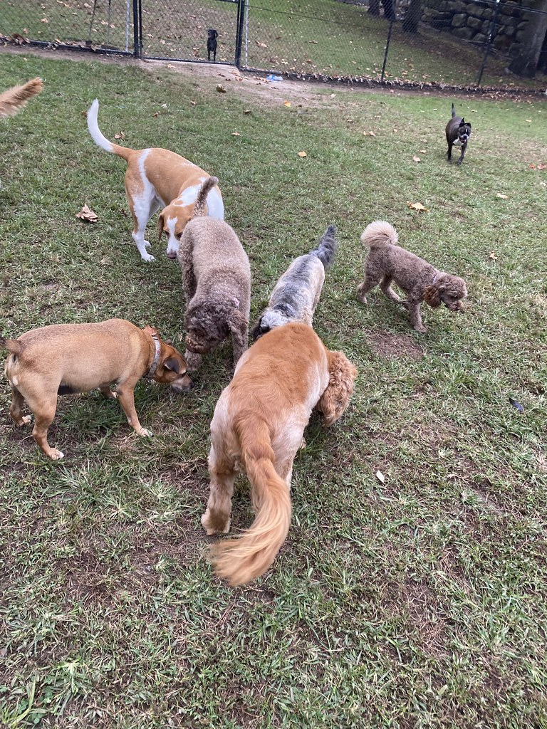 Small’s 2/4 🐾 Terrigal Pet Resort Doggy Day Care Flickr