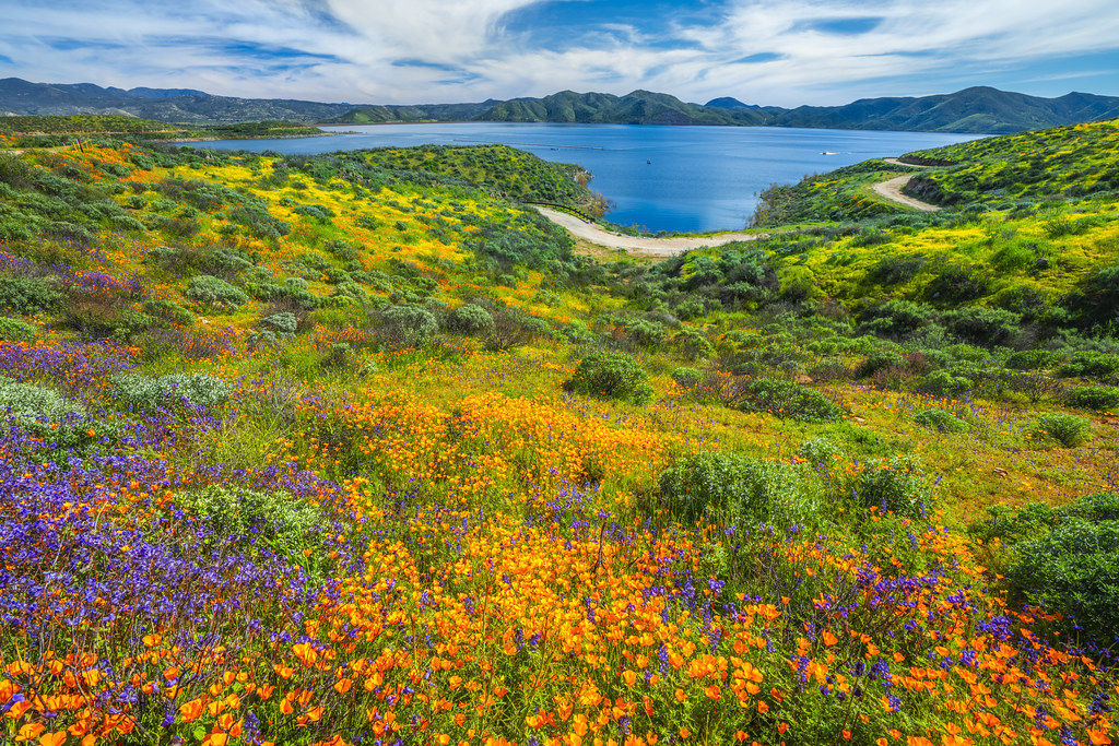 Beautiful Diamond Valley Lake Marina Wildflower Trail Red Orange Poppy