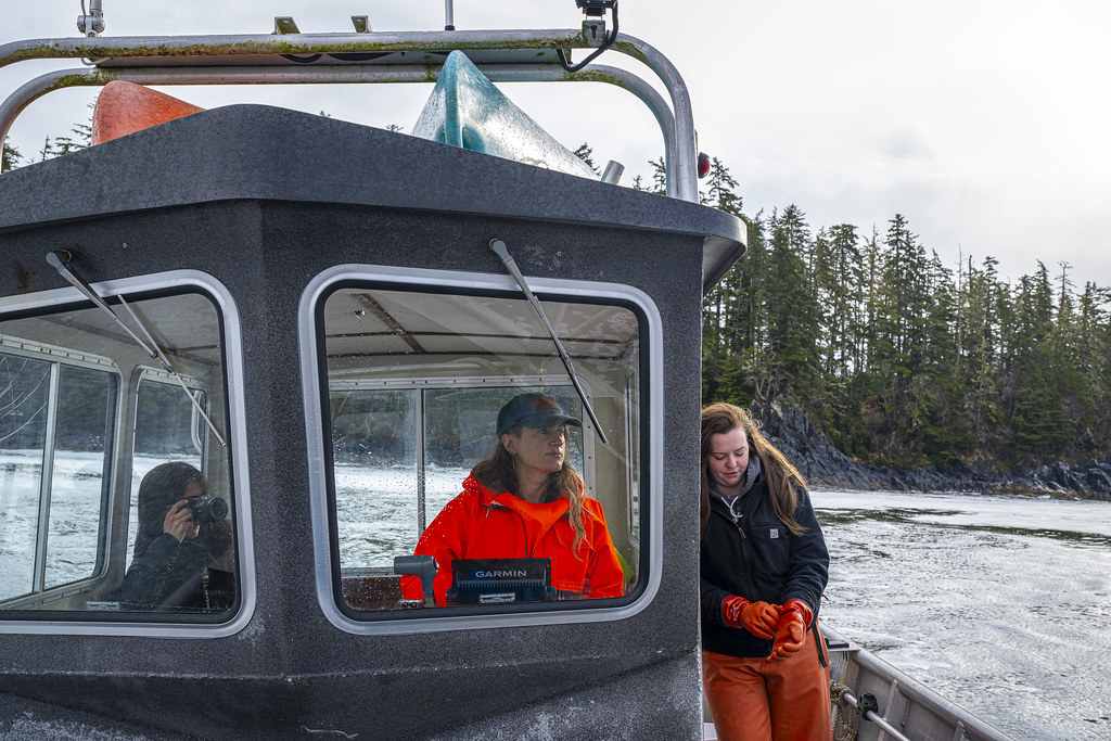 Herring Harvest 2024 Herring egg harvest in Sitka, Alaska … Flickr