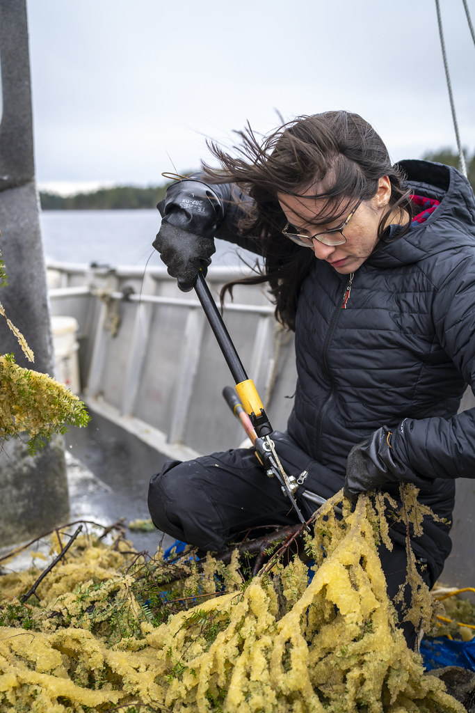 Herring Harvest 2024 Herring egg harvest in Sitka, Alaska … Flickr