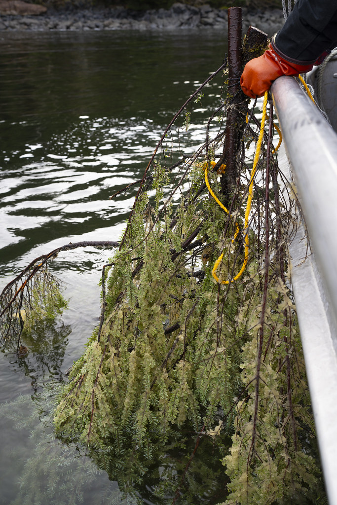 Herring Harvest 2024 Herring egg harvest in Sitka, Alaska … Flickr