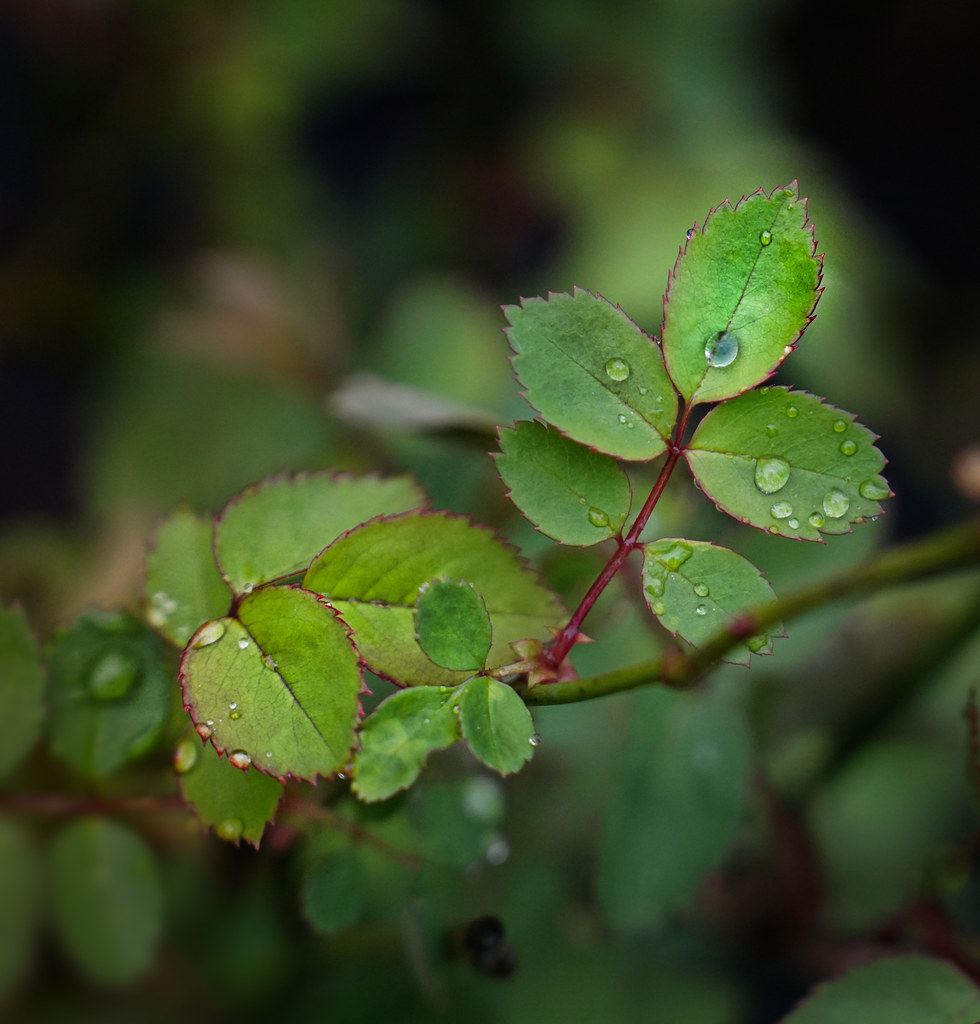 DSC01686 Rose leaves and rain drops. Sony 2470mm GM 11 jessie mann