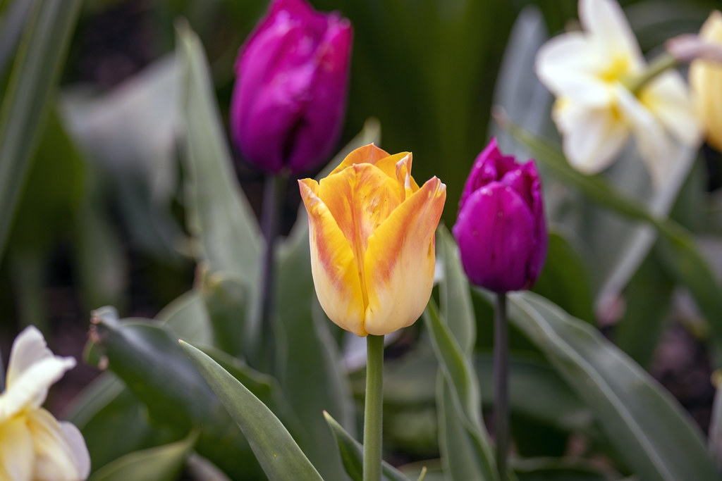 Spring Blooms Flowers blooming everywhere, so beautiful af… Flickr