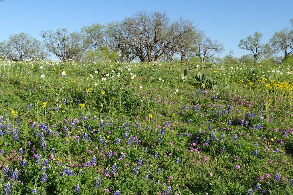 TX881CHill CountryMasoneast of Hedwig's Hill Wesley Mathews Flickr