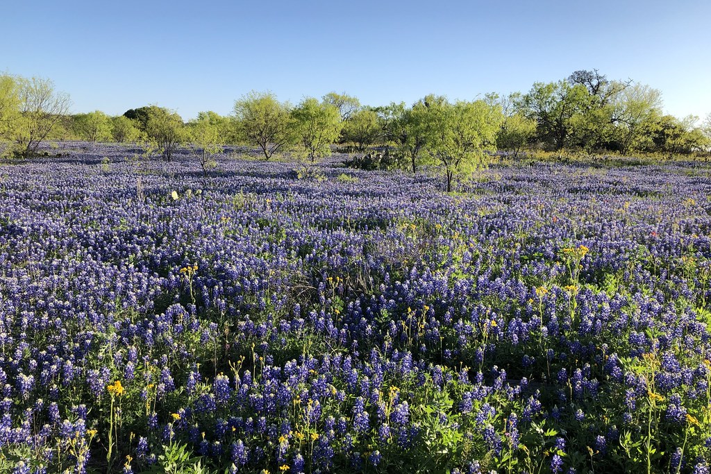 TX882B1Hill CountryMasonsouth of Hedwig's HillBluebon… Flickr