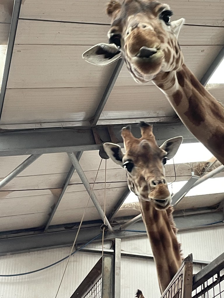 South Lakes Safari Zoo 09/03/2024 South lakes Safari zoo 0… Flickr