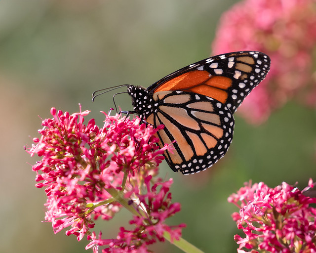 Springs Preserve Butterfly Habitat a photo on Flickriver