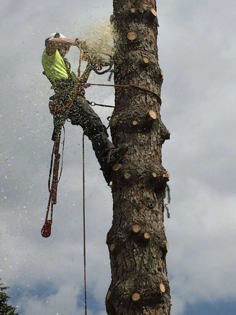 Apex Tree Removal Calgary Apex Tree Removal Calgary Flickr