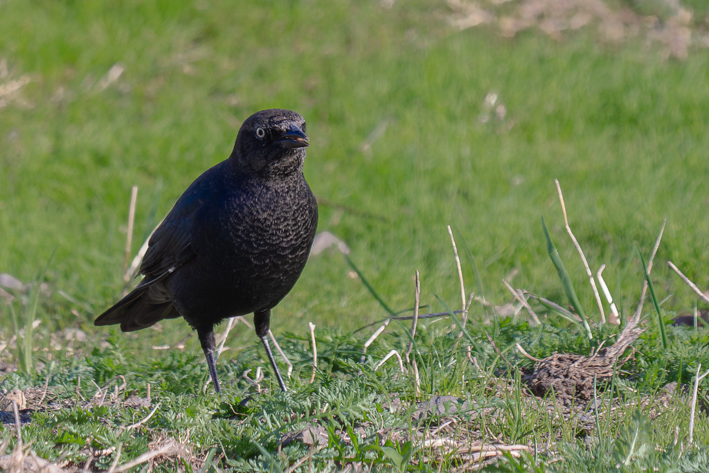 Brewer's_Blackbird_P1916824EnhancedNR Woodland Bottoms R… Flickr