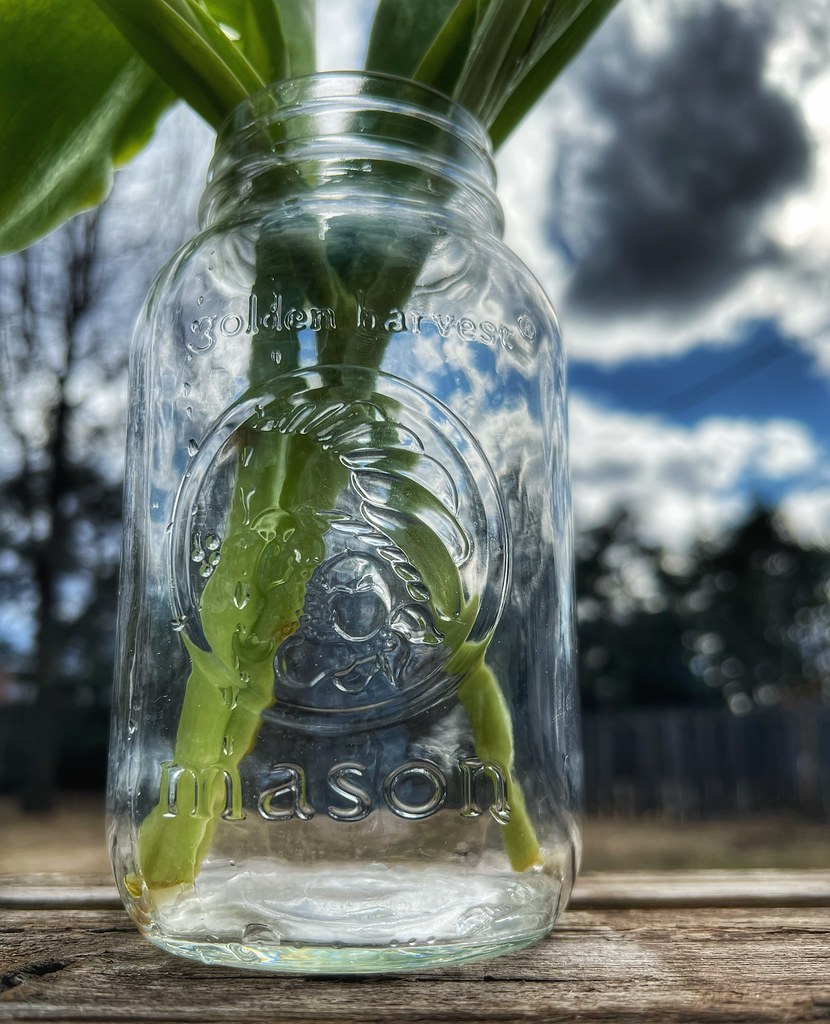 Mason Jar Stems Looking Close...on Friday Embossed Glass… Flickr