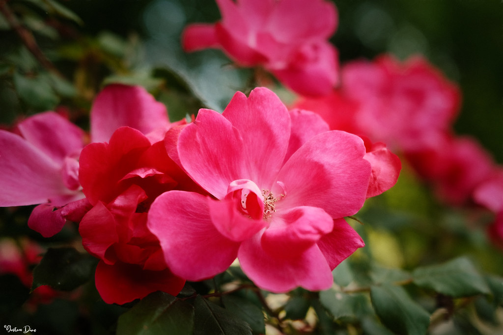 Stop and smell the roses is an idiom that means to relax; … Flickr