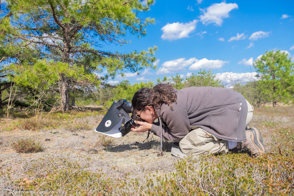 "Capturing a moment in the Pines" New Jersey Pinelands Flickr
